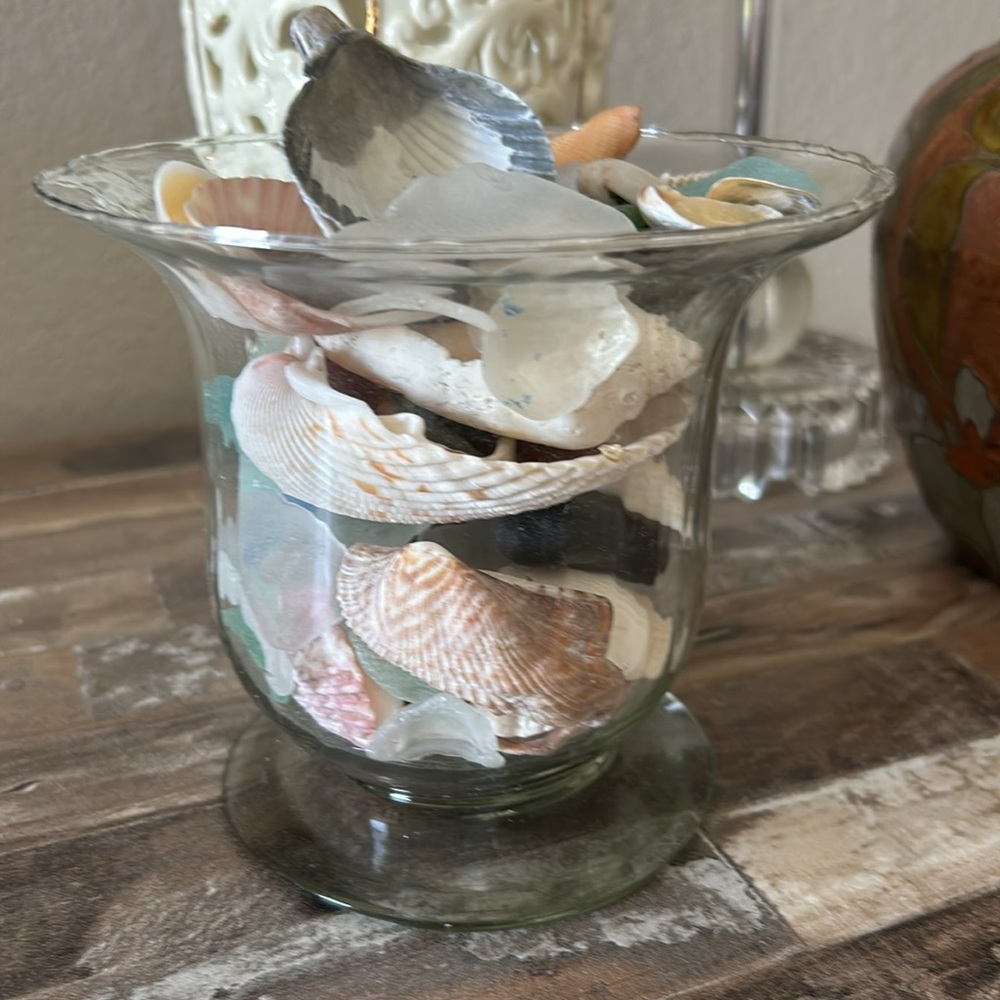 Assorted shells from Florida, Rhode Island, and Cape Cod beaches - Picture 2 of 4
